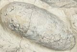 Eocene Fossil Crocodile Egg - Bouxwiller, France #293158-1